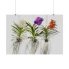 Three Orchids Poster