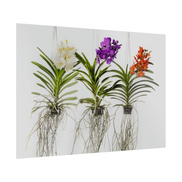 Three Orchids Poster