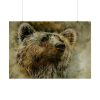 Grizzly Bear Kodiak Head Poster