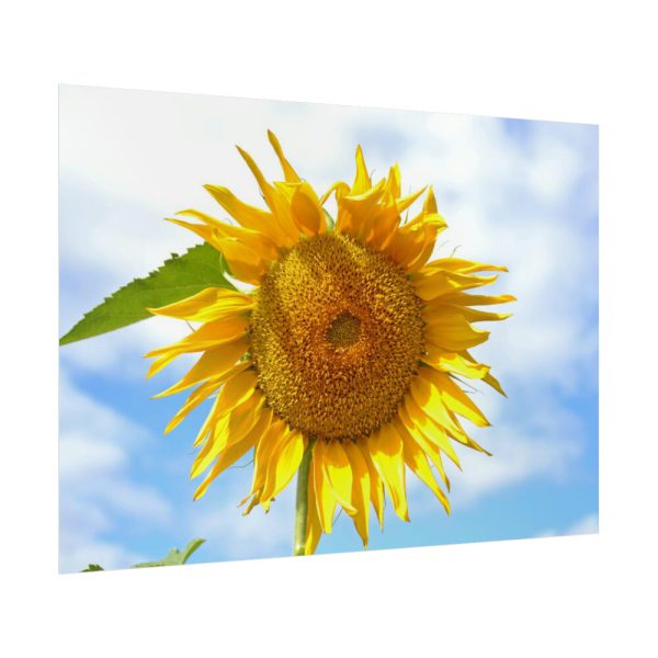 92409-62.jpg Sunflower with Blue Sky Poster