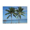 92409-632.jpg Palm Tree on the Beach Poster