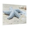 92409-674.jpg Starfish Poster