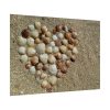 92409-679.jpg Heart Stones on Beach Poster