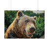 Grizzly Bear Snout Poster