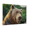 Grizzly Bear Snout Poster