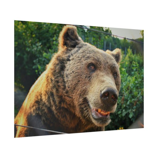 Grizzly Bear Snout Poster