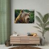 Grizzly Bear Snout Poster