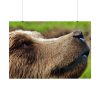 92409-698.jpg European Brown Bear Close up Poster
