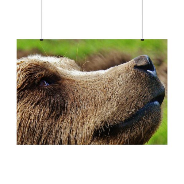 92409-698.jpg European Brown Bear Close up Poster