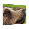 92409-699.jpg European Brown Bear Close up Poster