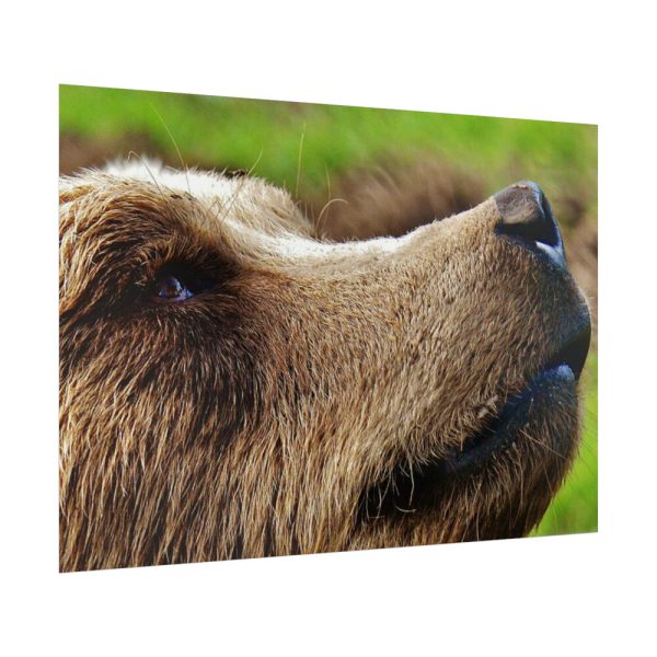 92409-699.jpg European Brown Bear Close up Poster