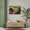 92409-700.jpg European Brown Bear Close up Poster