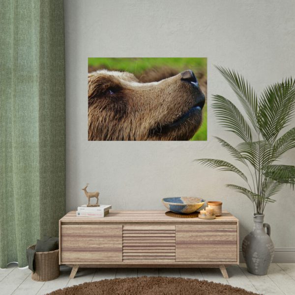 92409-700.jpg European Brown Bear Close up Poster