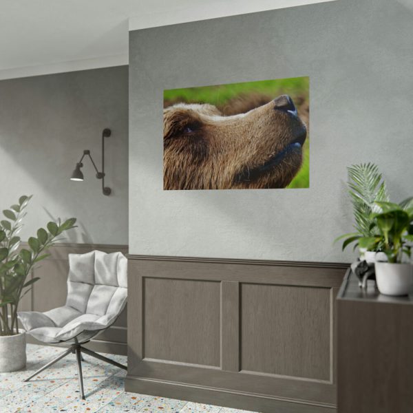 92409-701.jpg European Brown Bear Close up Poster