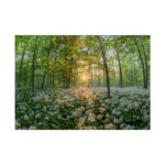 Forest at Sunset with Bear's Garlic Poster - Image 6