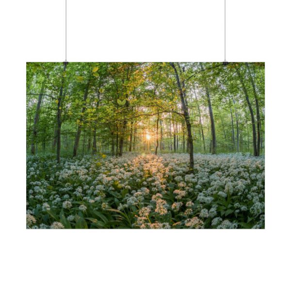 92409-703.jpg Forest at Sunset with Bear's Garlic Poster