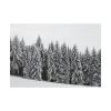 92409-722.jpg Snow Covered Trees in Forest Poster