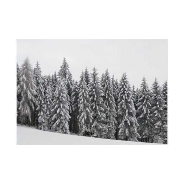 92409-722.jpg Snow Covered Trees in Forest Poster