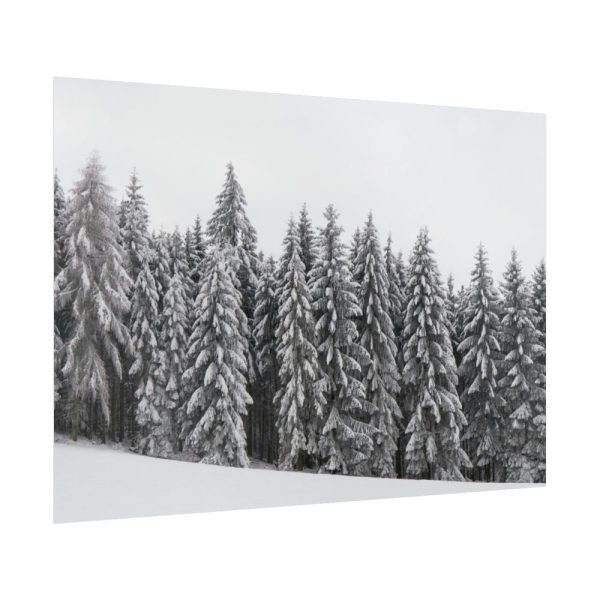 92409-724.jpg Snow Covered Trees in Forest Poster