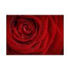 92409-92.jpg Red Rose Poster