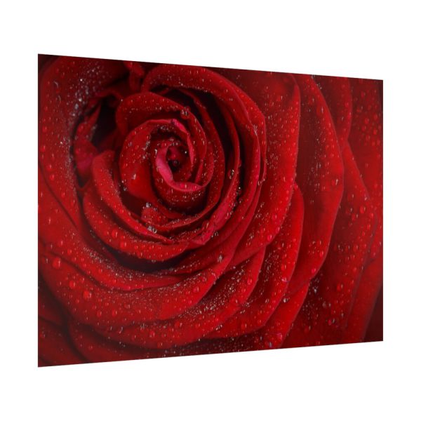 92409-94.jpg Red Rose Poster