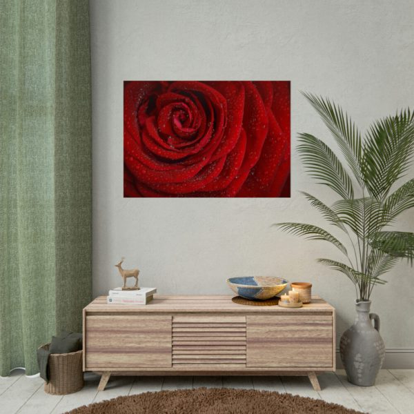 92409-95.jpg Red Rose Poster