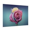 92409-98.jpg Multicolorful Rose Poster