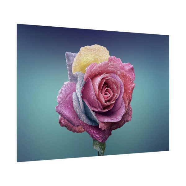 92409-98.jpg Multicolorful Rose Poster