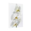 White Orchid Poster