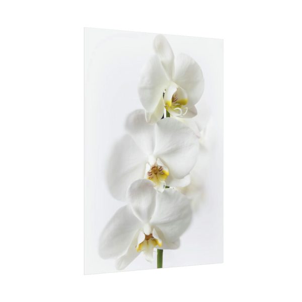 White Orchid Poster