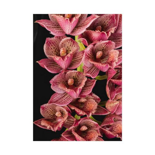 92410-120.jpg Catasetum Orchidglade Poster