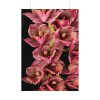 92410-121.jpg Catasetum Orchidglade Poster