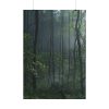 92410-141.jpg A Small Clearing in a Lush Forest Poster