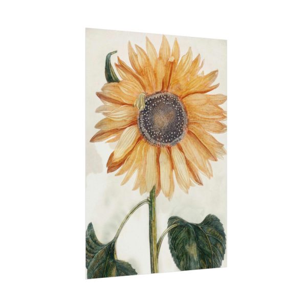 92410-26.jpg Sunflower by Johan Teyler Poster