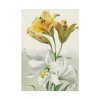 Yellow and White Lilies by William van Leen Poster
