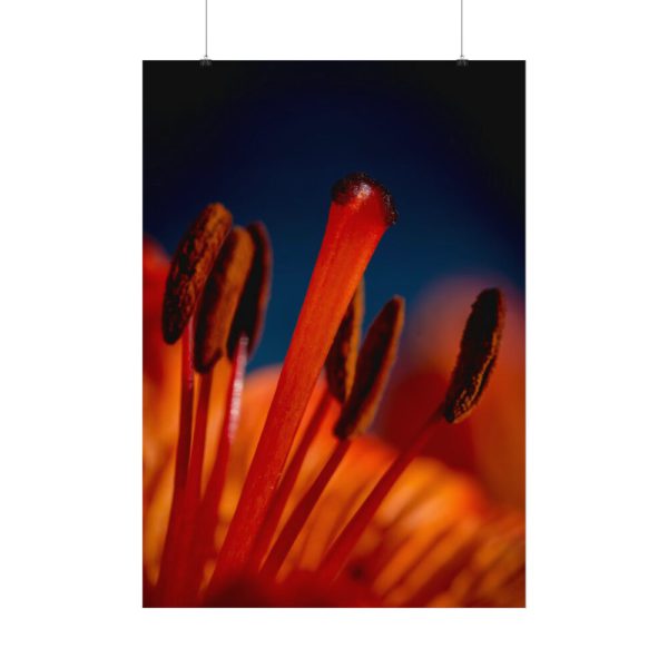 92410-57.jpg Flower pollen Poster