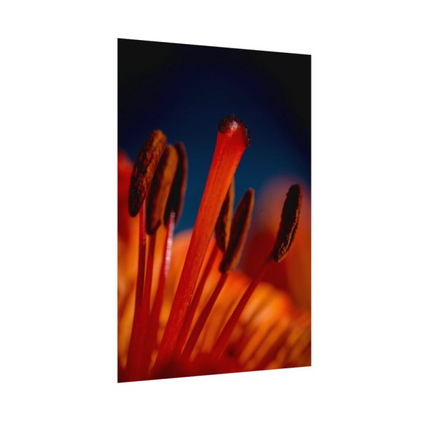 92410-58.jpg Flower pollen Poster