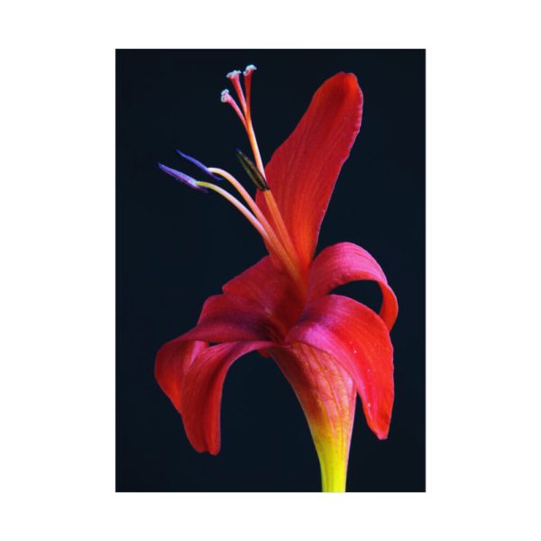 Red Flower Poster