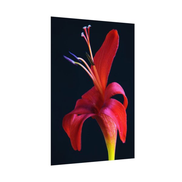 Red Flower Poster