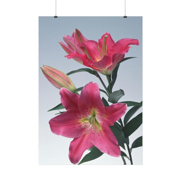 Pink Tiger Lily Poster