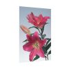 Pink Tiger Lily Poster