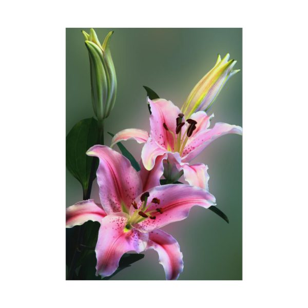 Beautiful Lily Poster