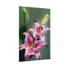 Beautiful Lily Poster