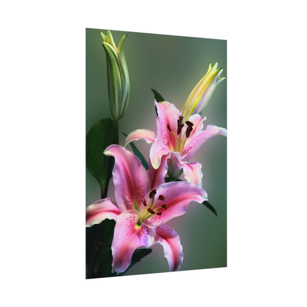 Beautiful Lily Poster
