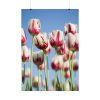 92410-73.jpg Omber Pink and White Tulips Poster