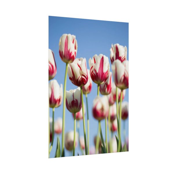 92410-74.jpg Omber Pink and White Tulips Poster