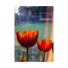 Spring Poster