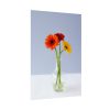 Three Daisies Poster