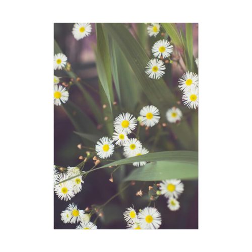 Tiny White Daisy Flowers Poster