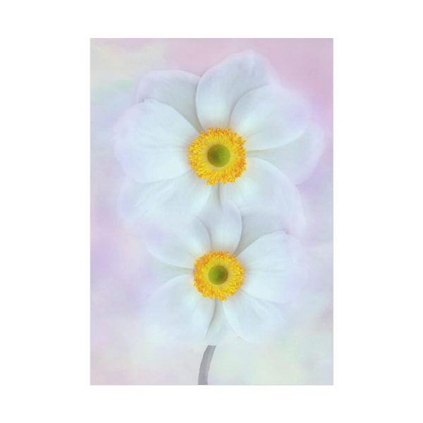 92410-95.jpg Two White Beautiful Flowers Poster